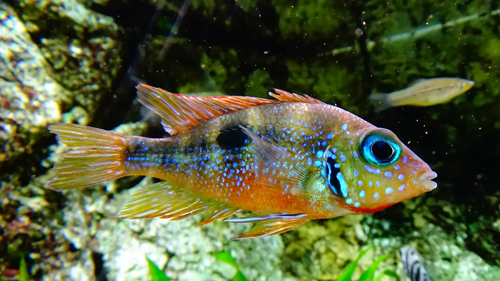 Blue flash (Thorichthys aureus)