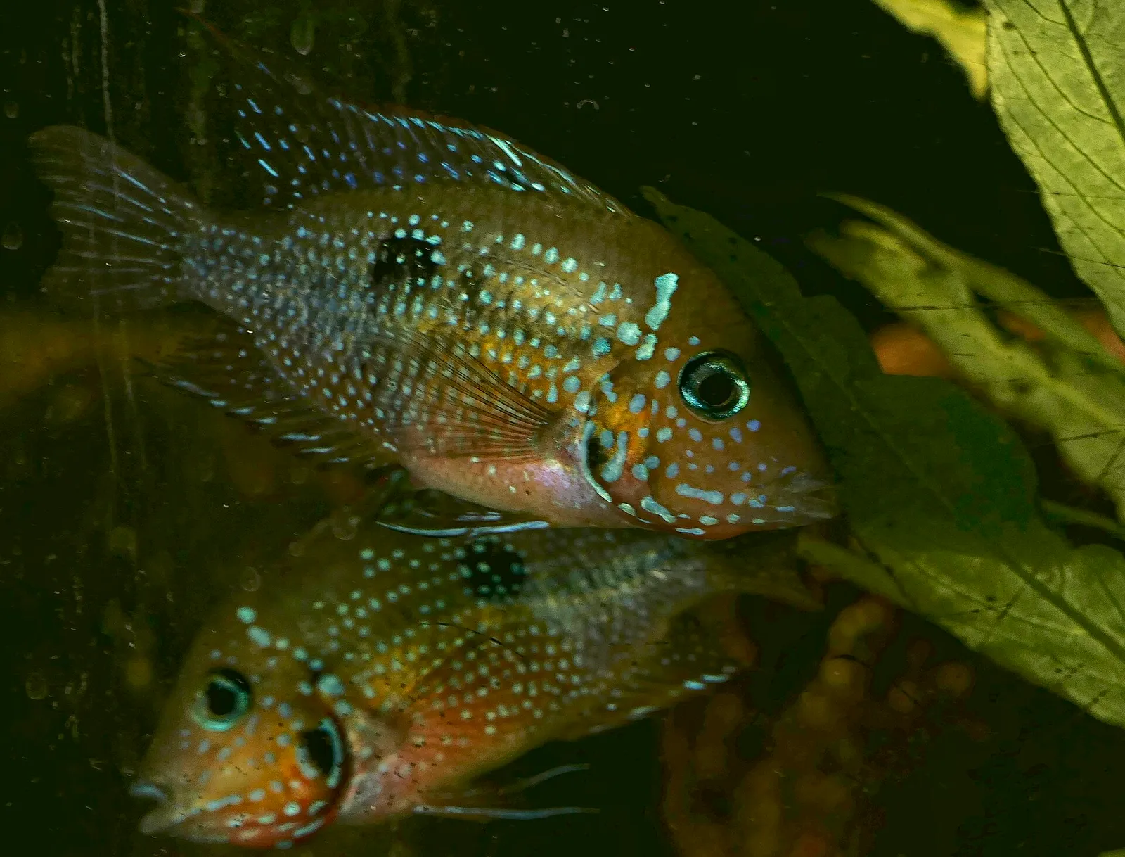 Spotcheek cichlid (Thorichthys maculipinnis)