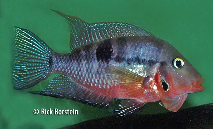 Thorichthys meeki