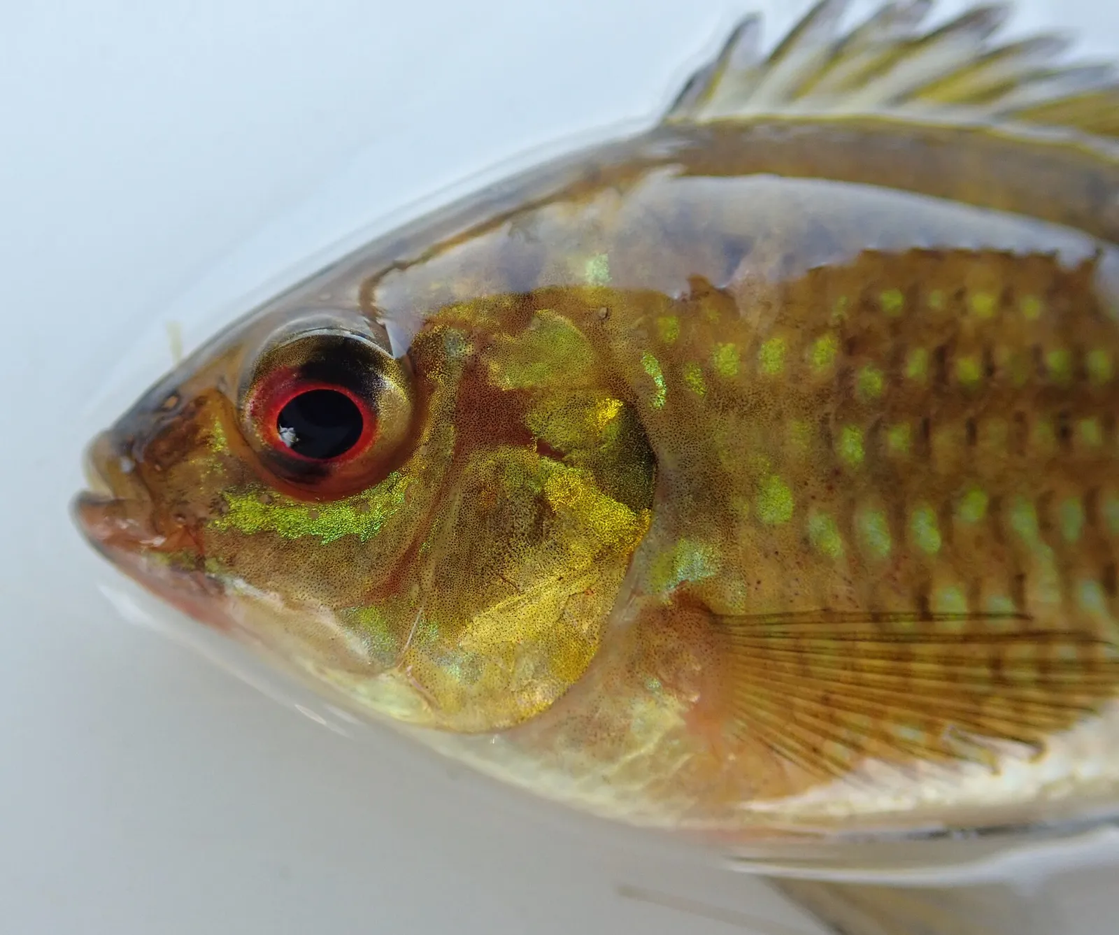Banded tilapia (Tilapia sparrmanii)