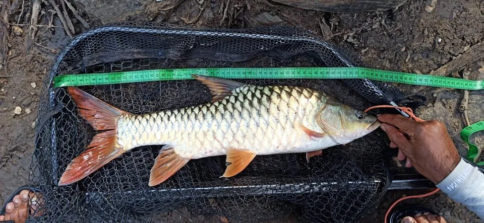 Hump-backed mahseer (Tor remadevii)