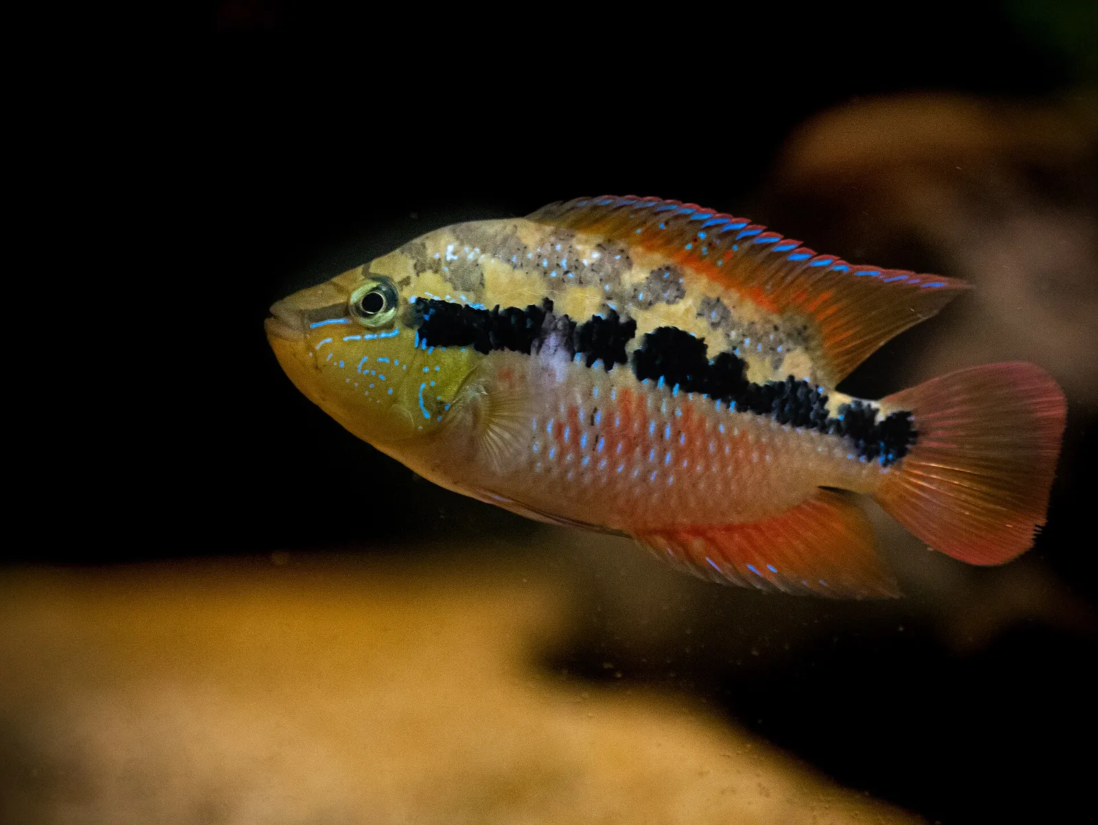 Salvin's cichlid (Trichromis salvini)