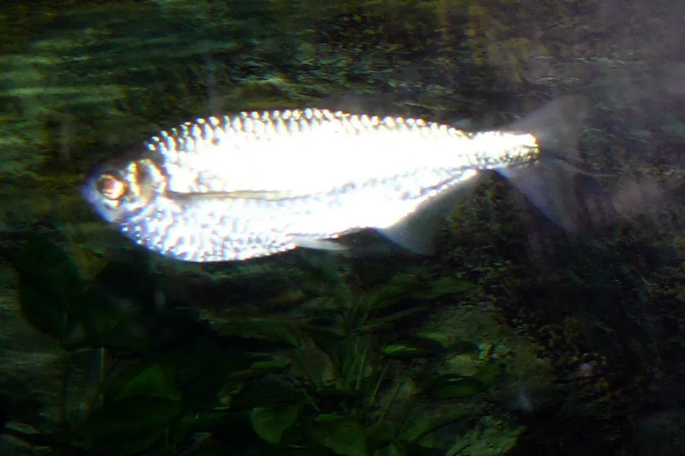 Dusky narrow hatchetfish (Triportheus angulatus)