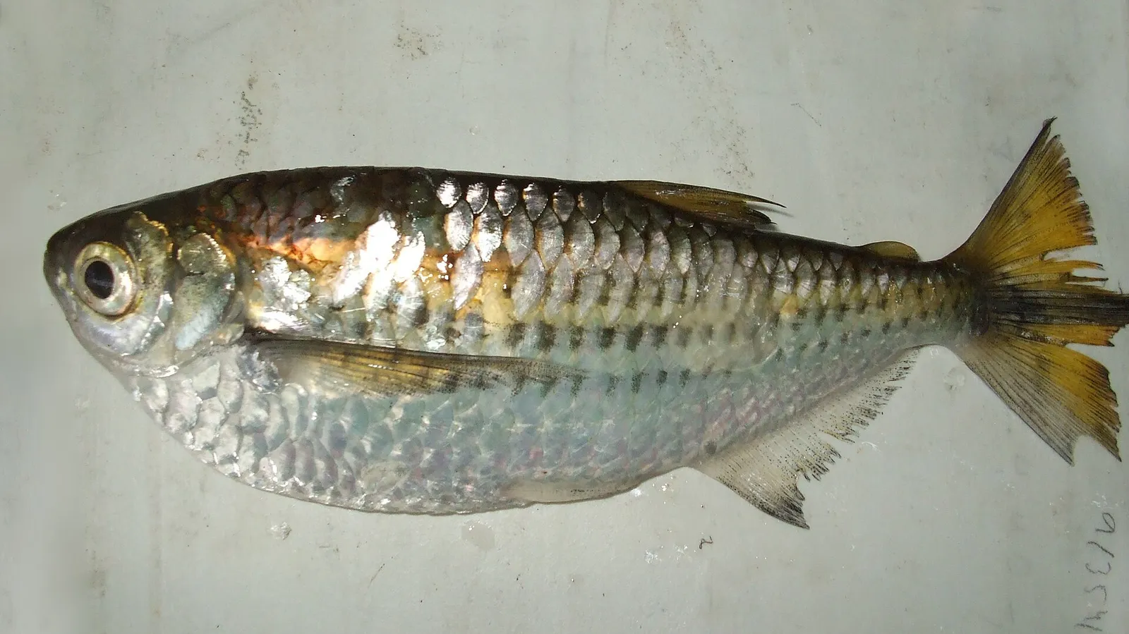 Triportheus trifurcatus