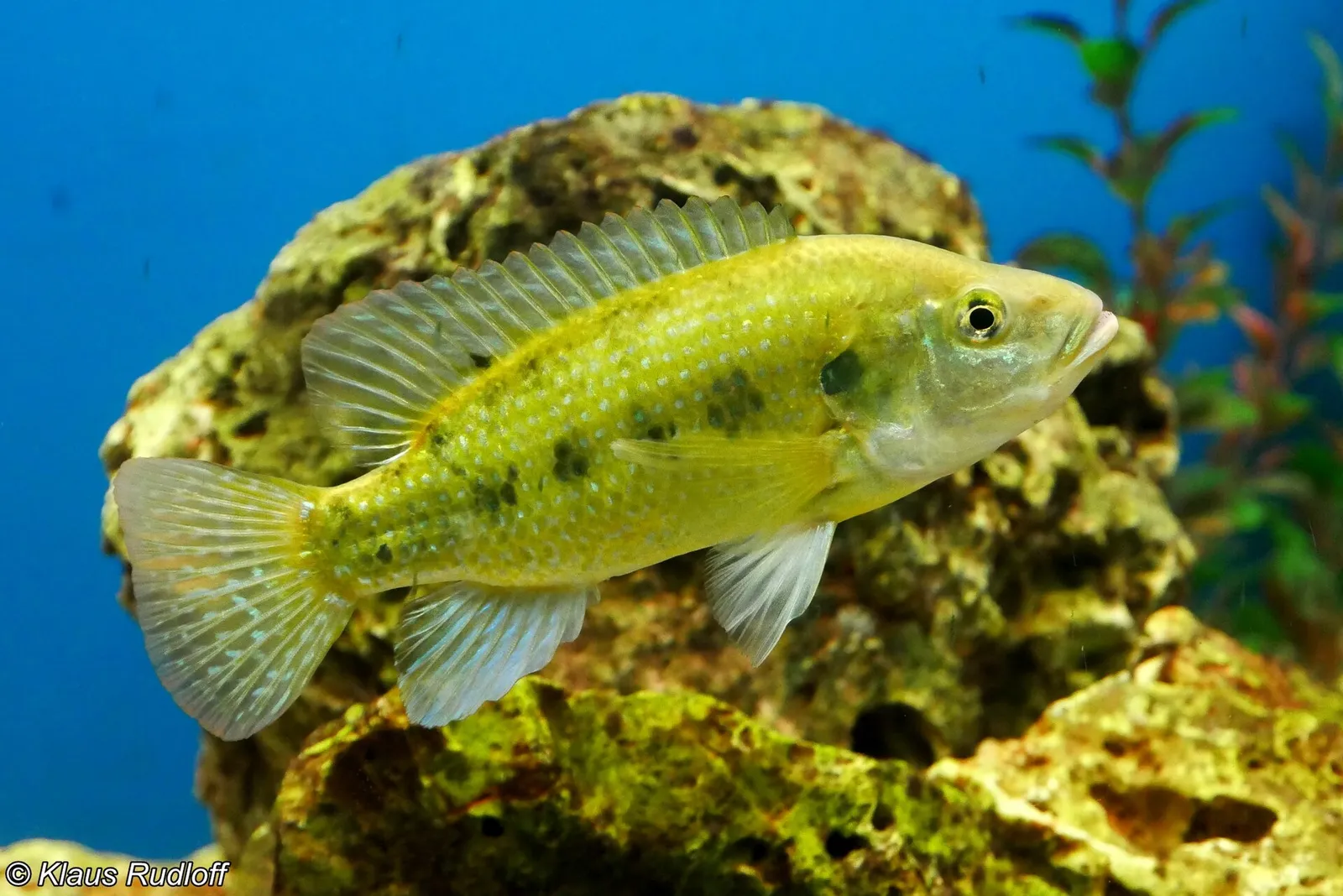 Short jaw tristramella (Tristramella simonis)