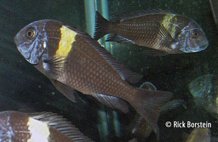 Tropheus duboisi