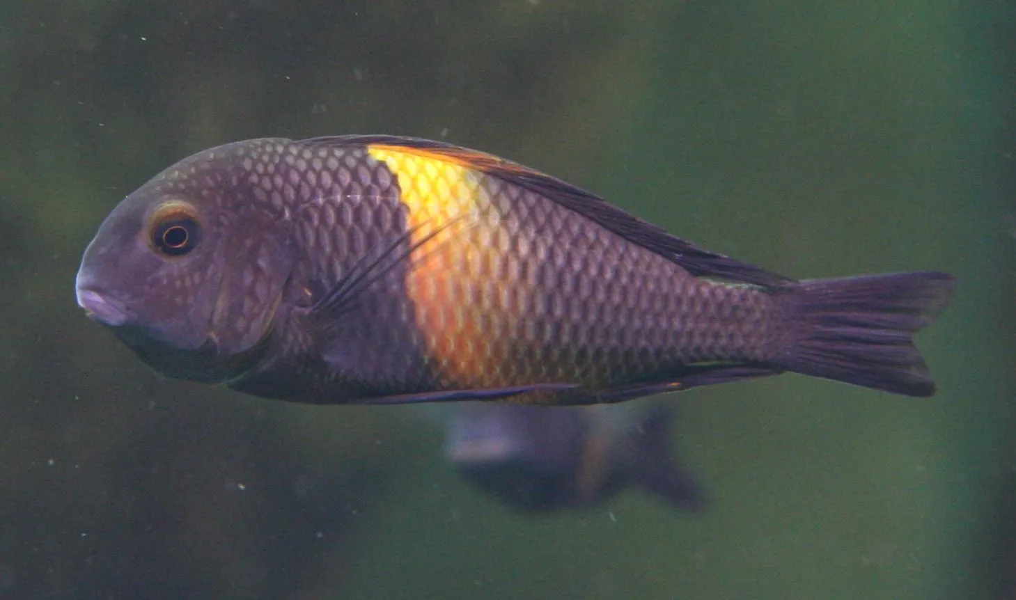 Blunthead cichlid (Tropheus moorii)