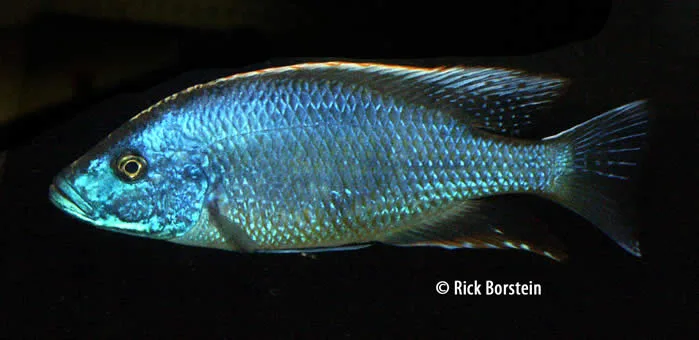 Tyranochromis nigriventer  Male