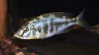 Tyranochromis nigriventer Female