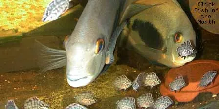 Uaru amphiacanthoides