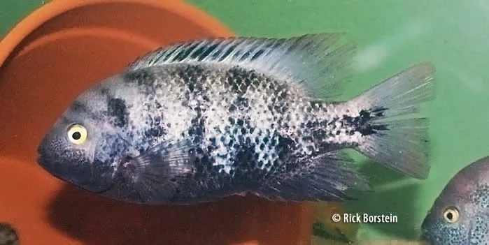Vieja fenestratus Female