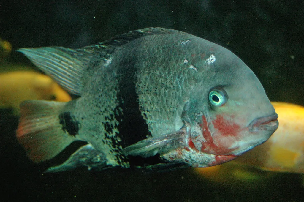 Black belt cichlid (Vieja maculicauda)