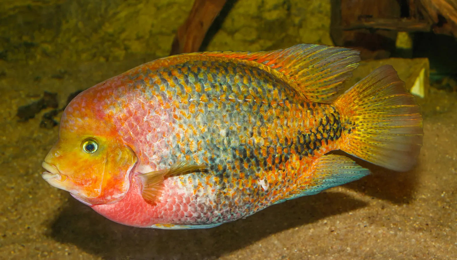 Redhead cichlid (Vieja melanurus)