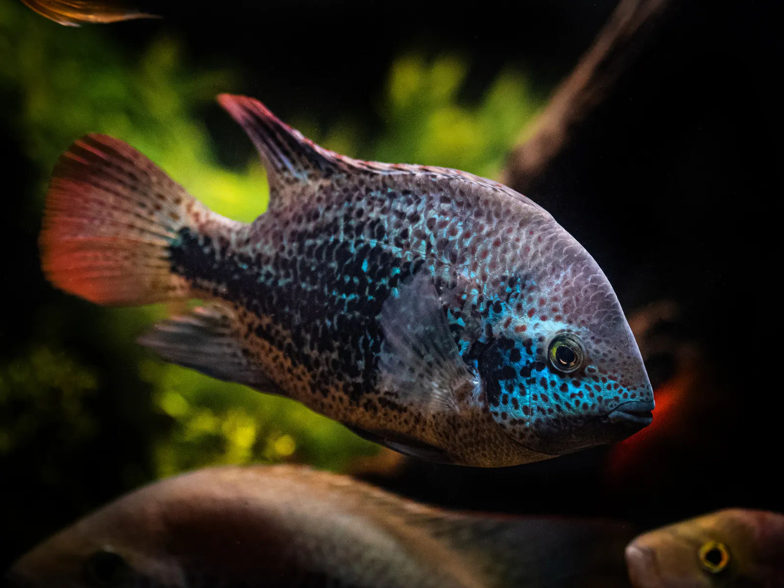 Oaxaca cichlid (Vieja zonata)