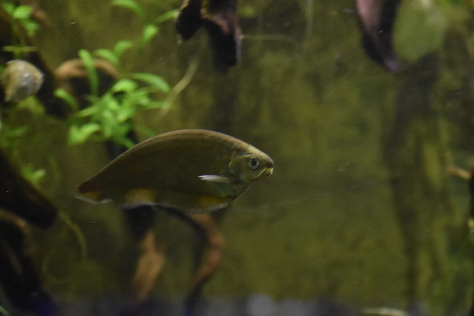 African knifefish (Xenomystus nigri)