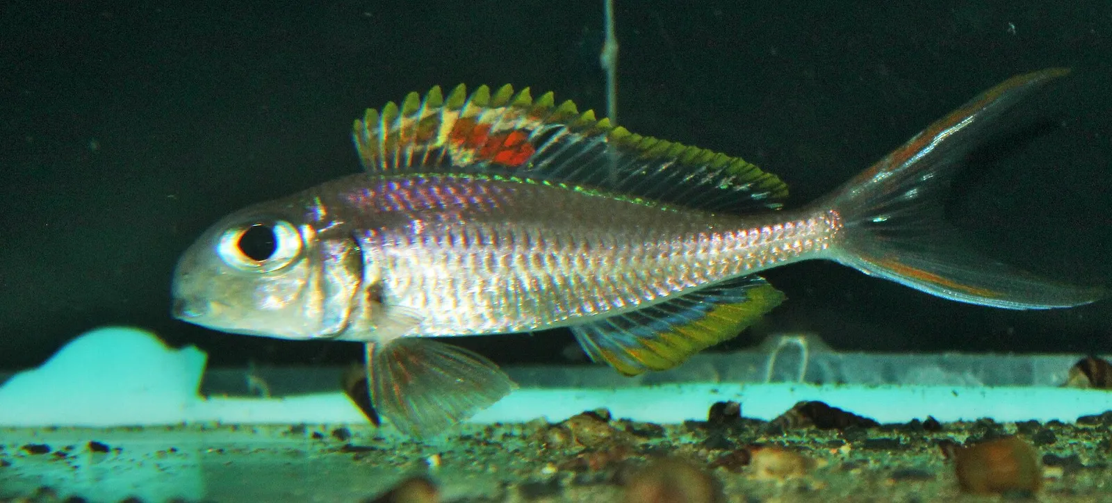 Xenotilapia nigrolabiata